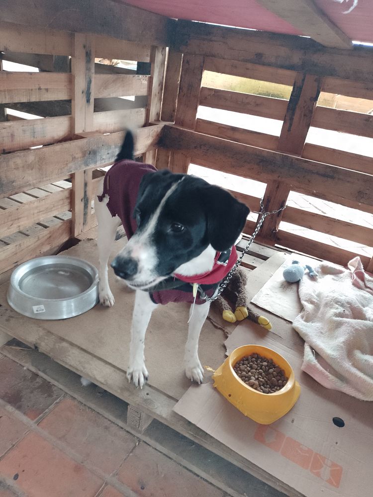 Cão