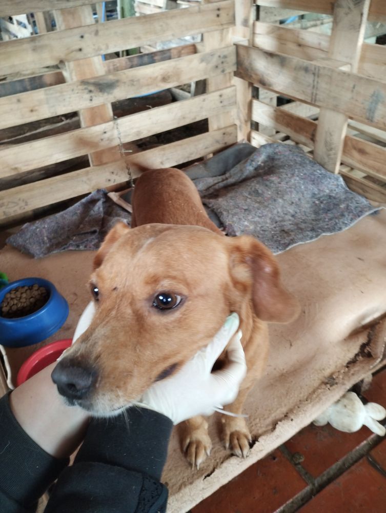 Cão