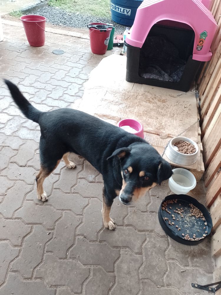 Cão