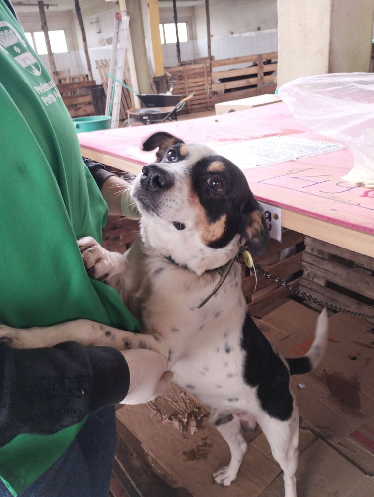 Cão
