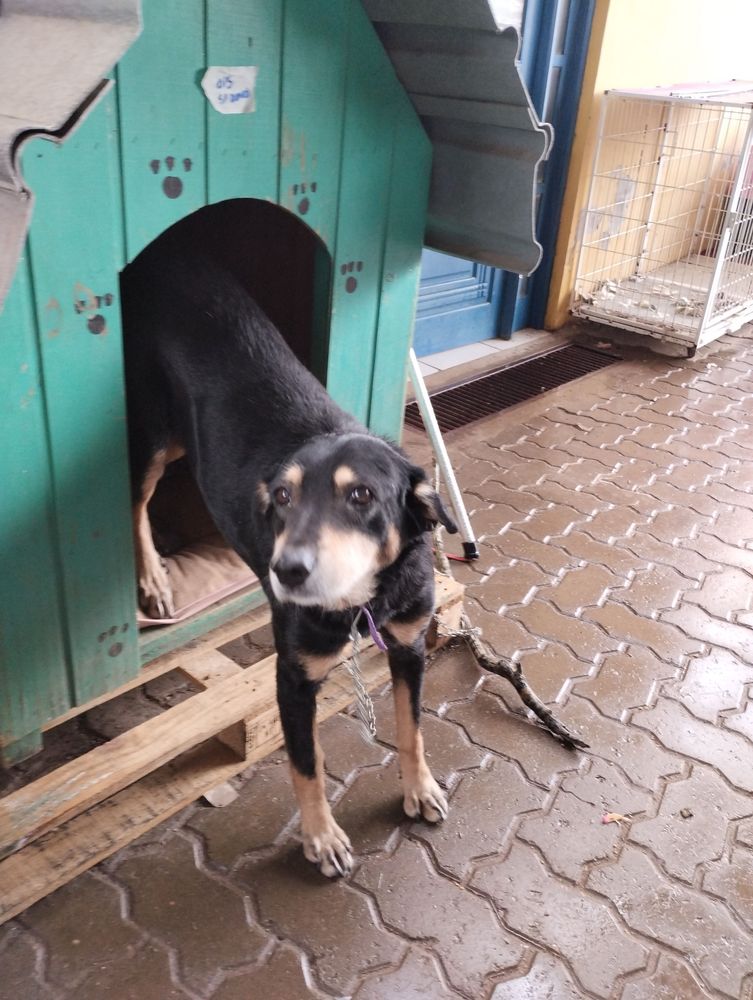 Cão