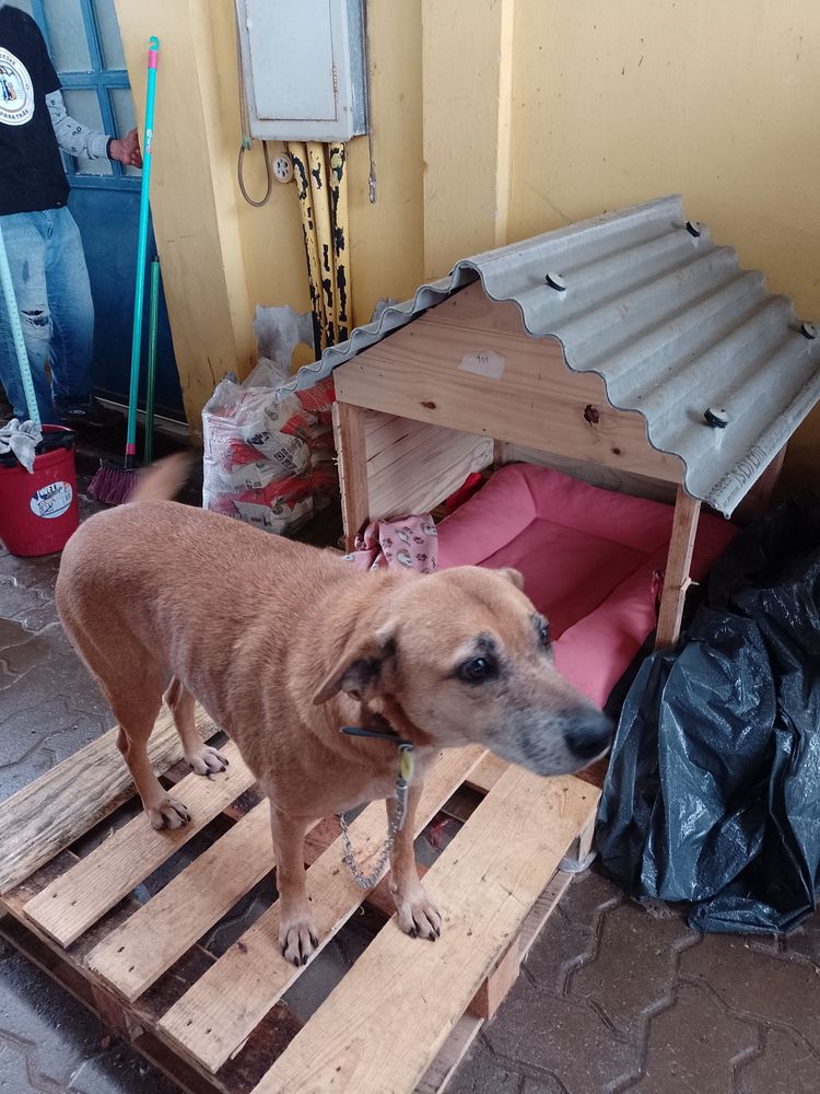 Cão