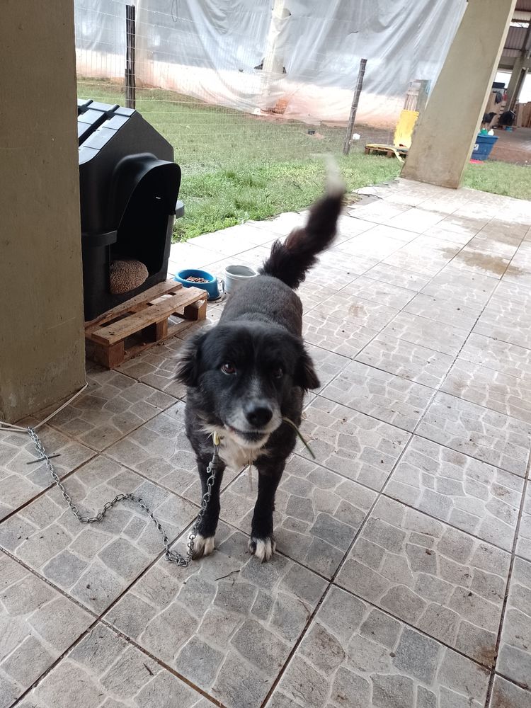 Cão