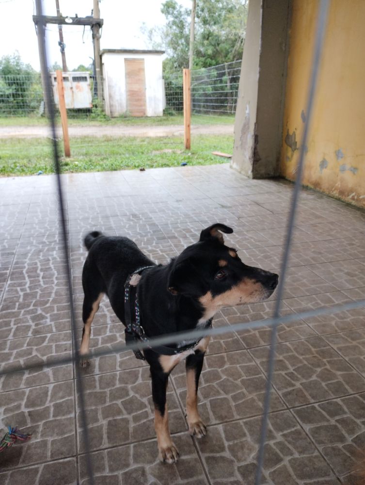 Cão