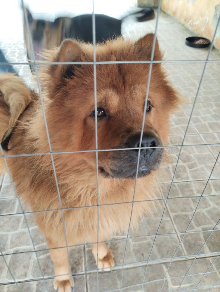 Cão
