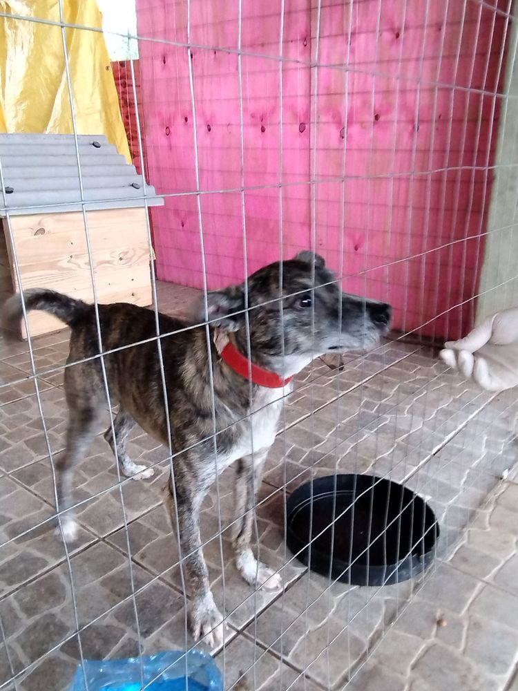 Cão