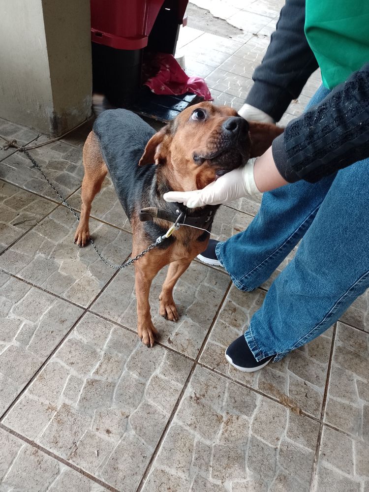 Cão