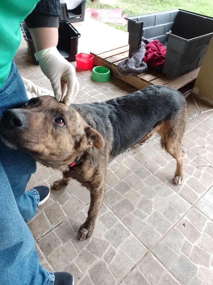 Cão
