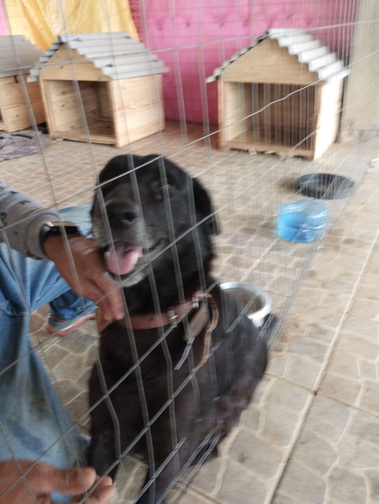 Cão