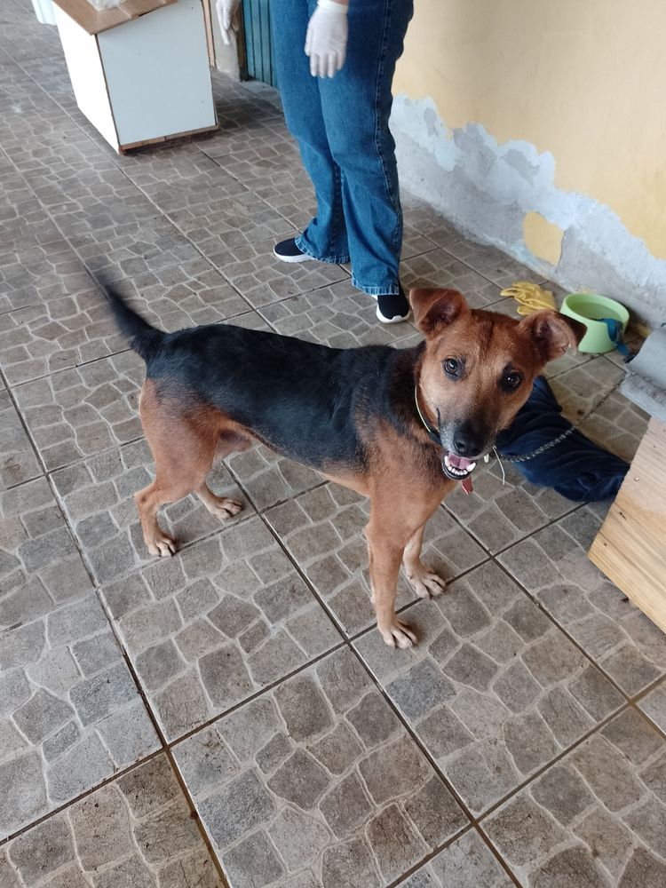 Cão