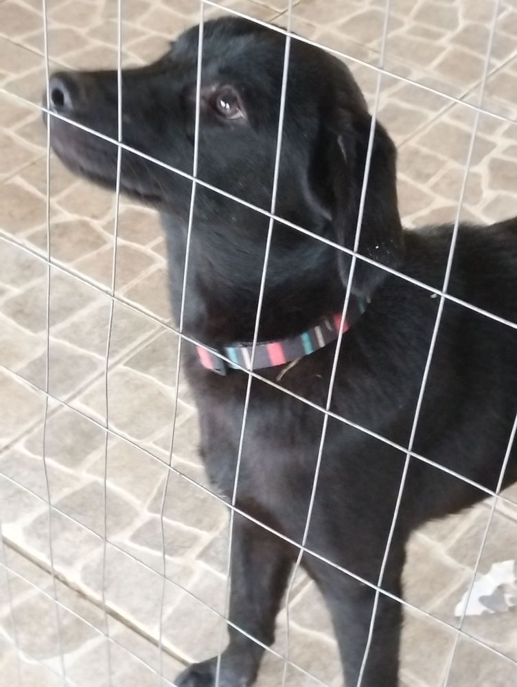 Cão