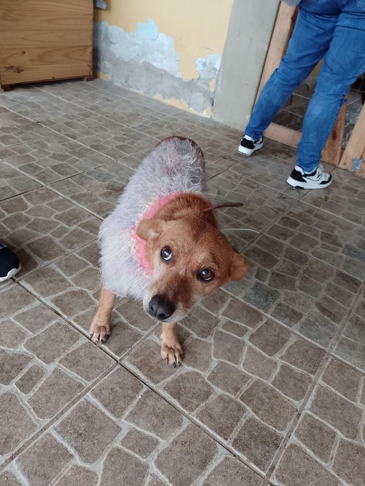 Cão