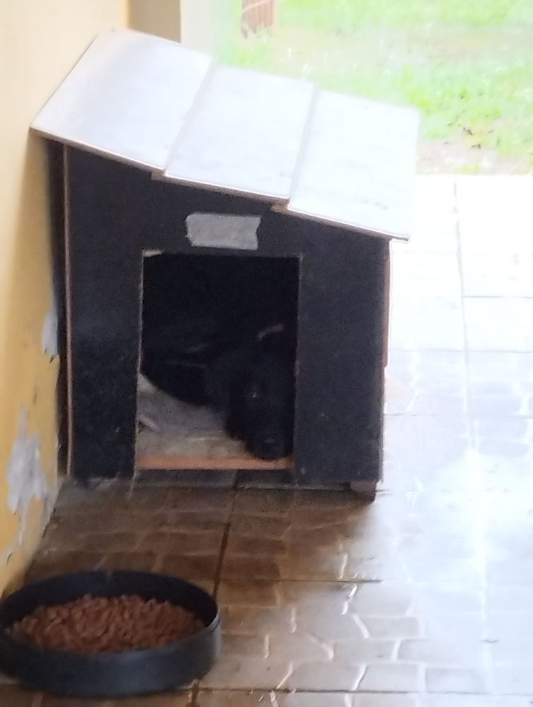 Cão