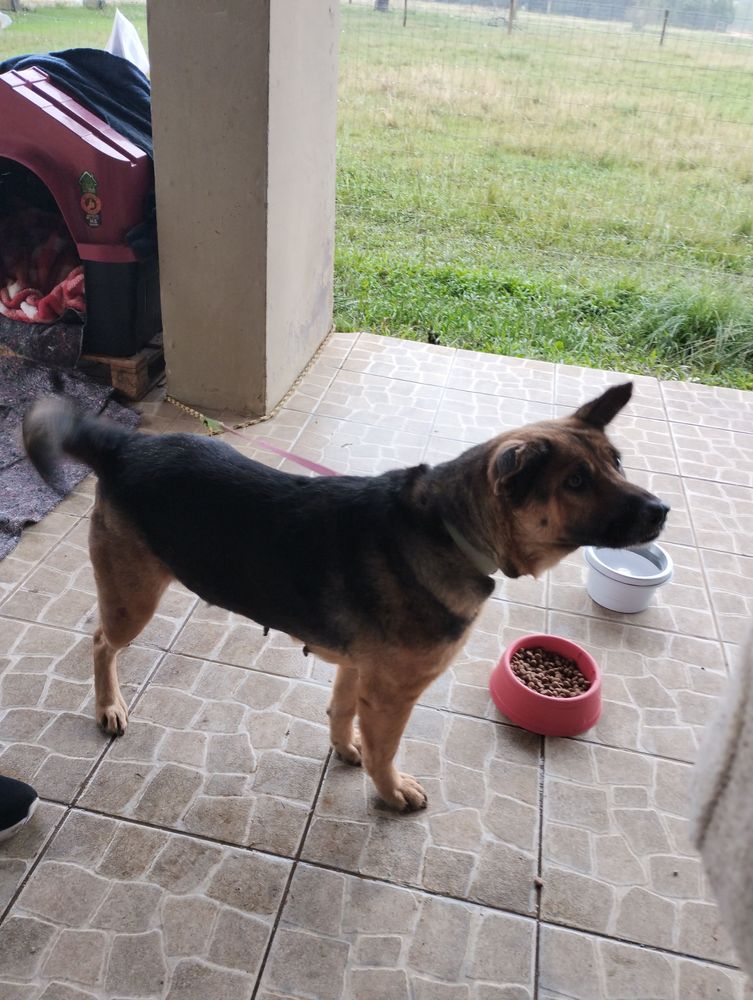 Cão