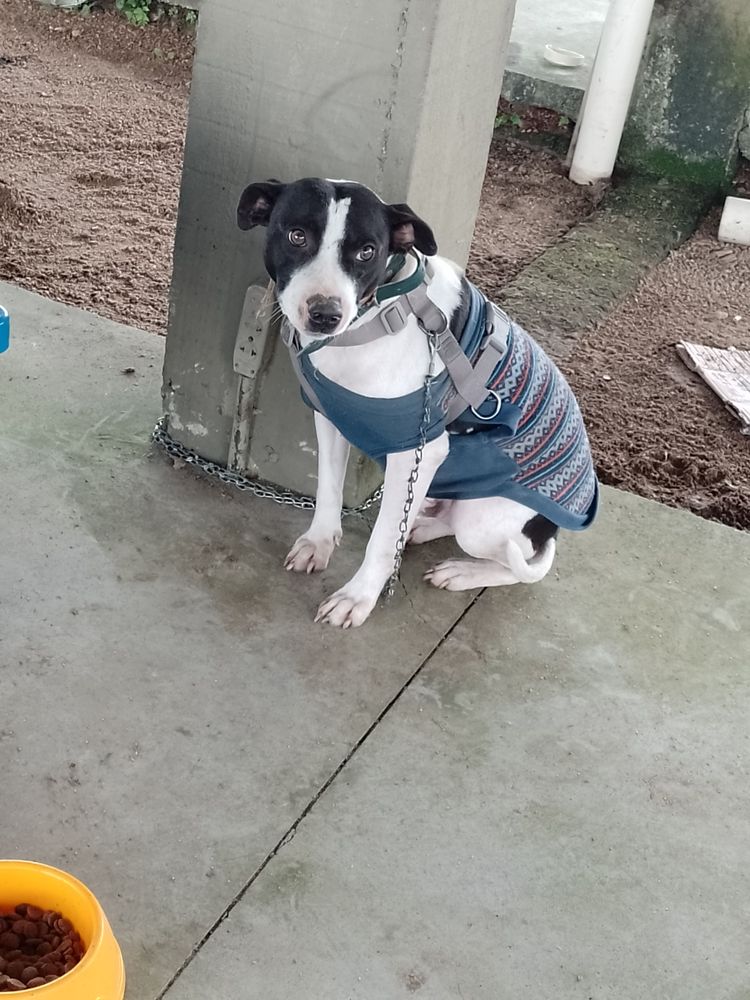Cão