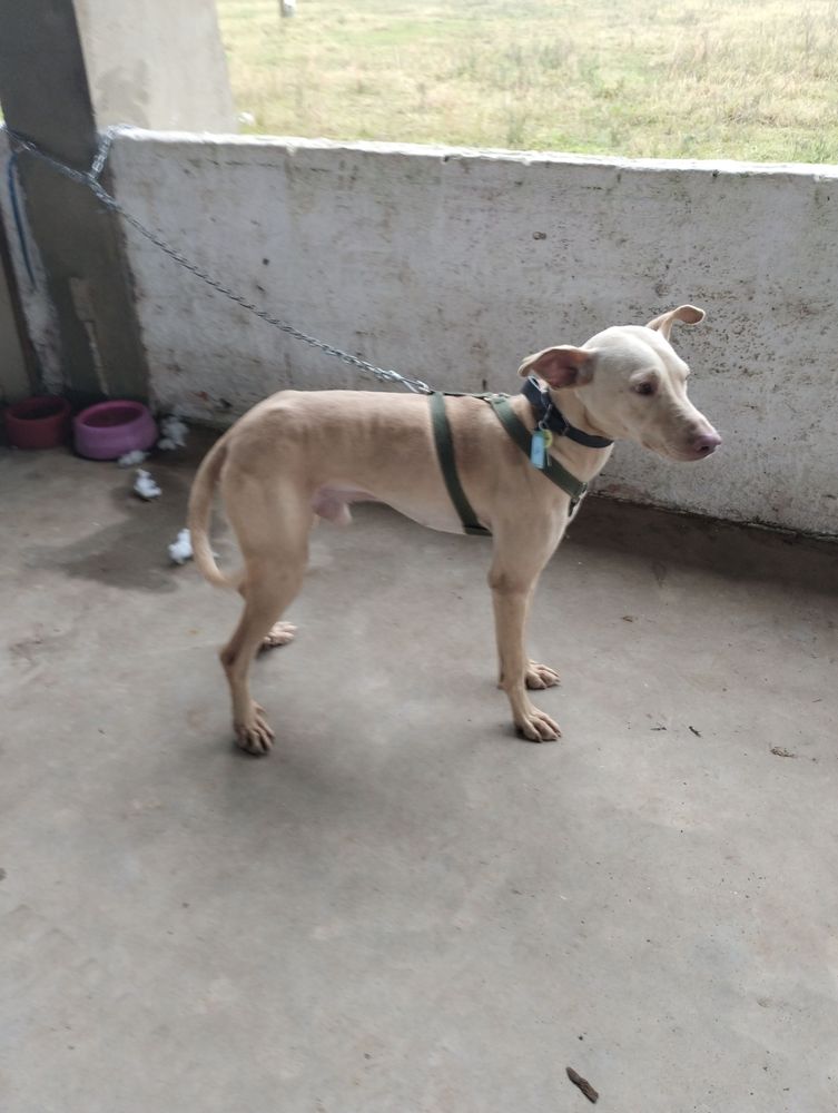 Cão