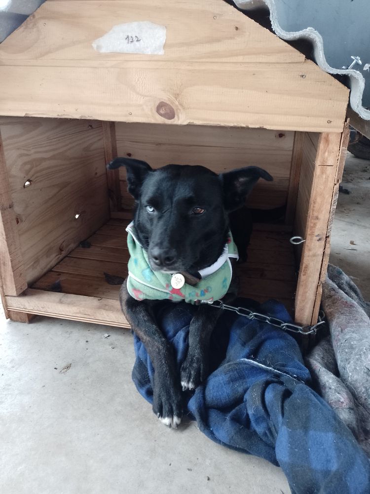 Cão