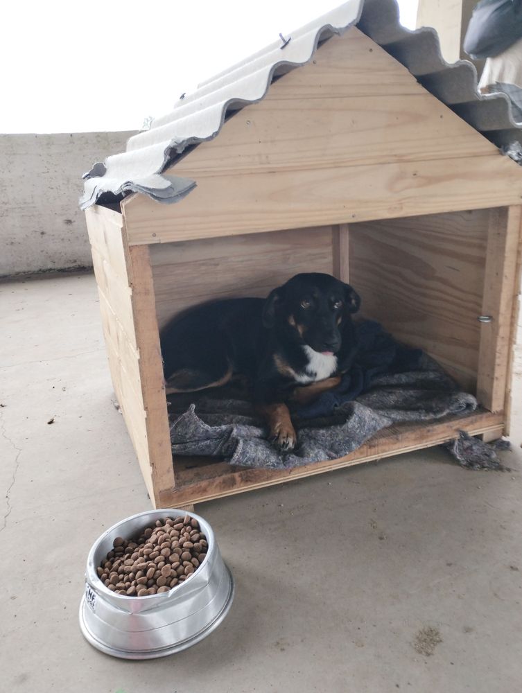 Cão