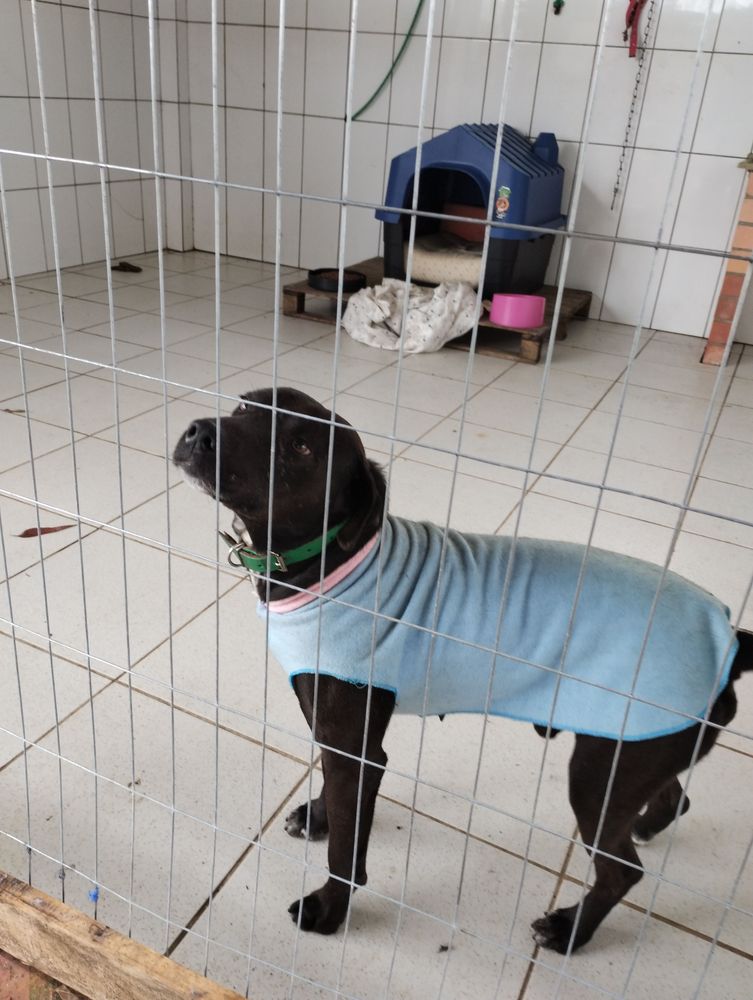 Cão