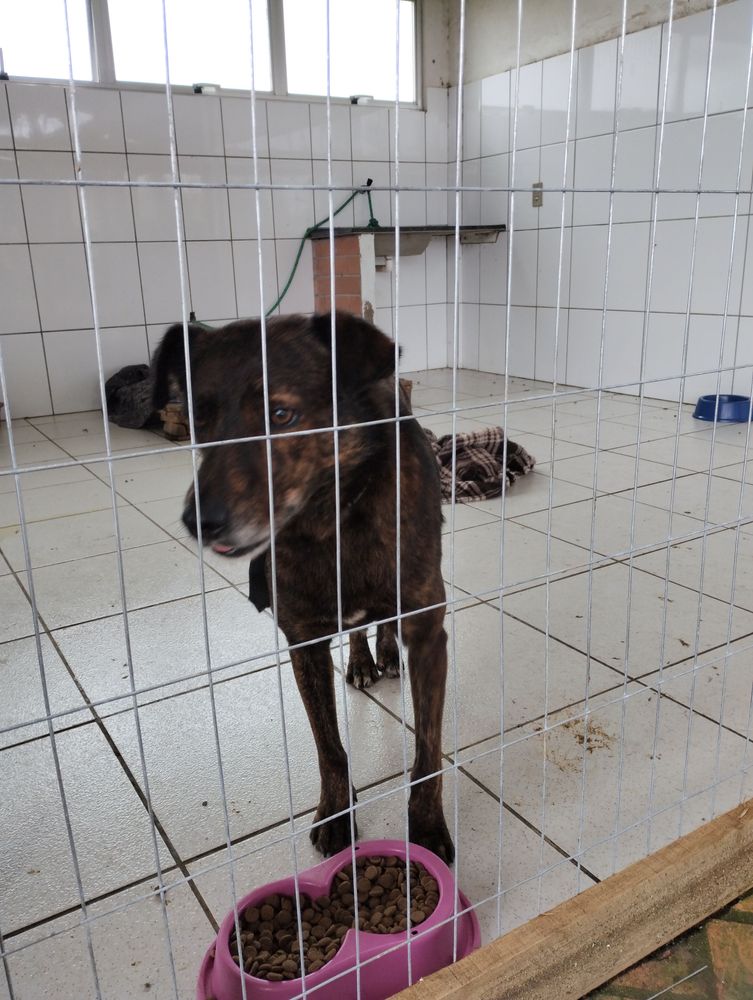 Cão
