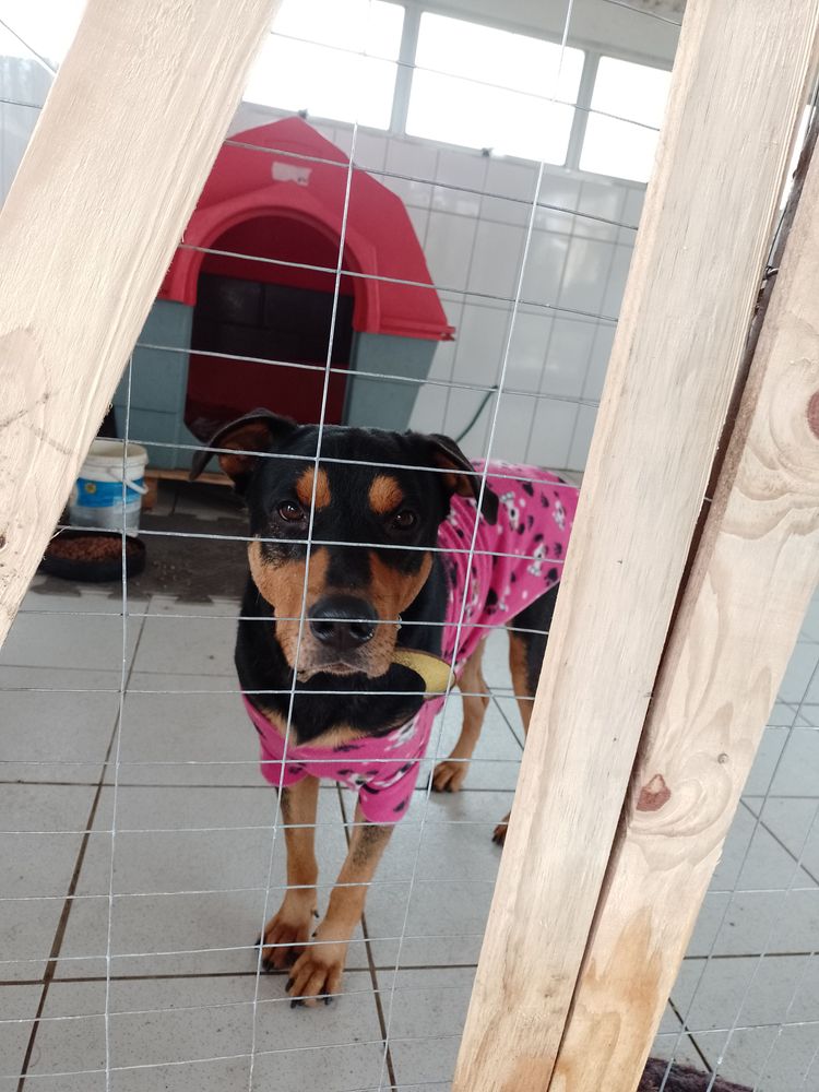 Cão