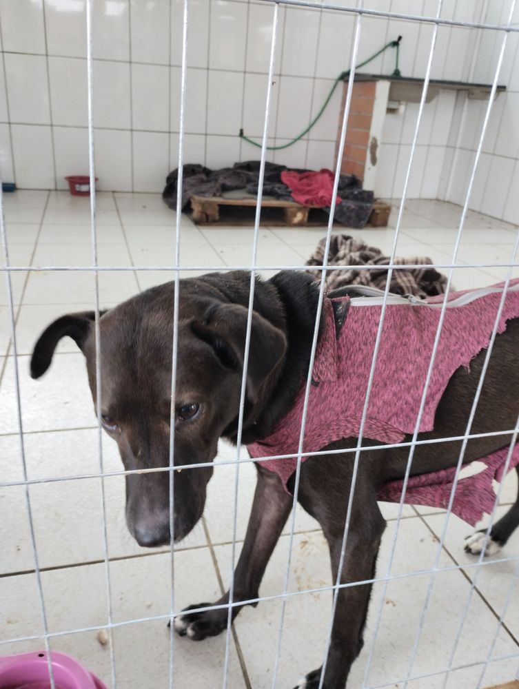 Cão