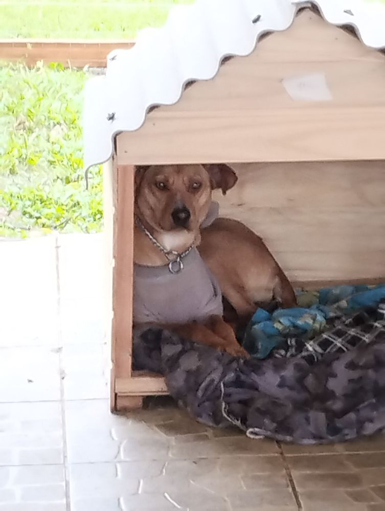 Cão
