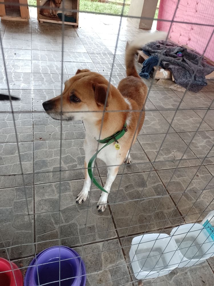 Cão