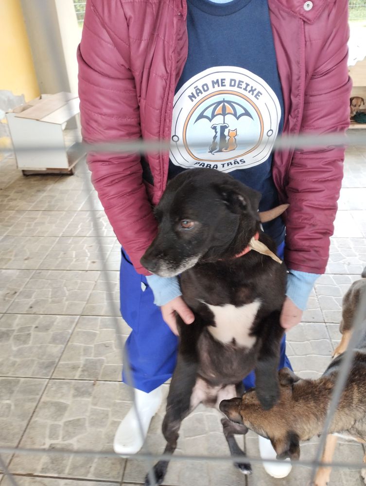 Cão