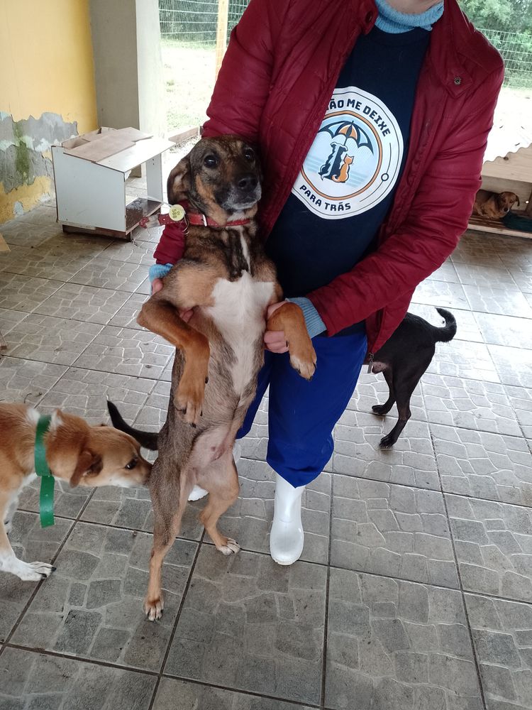 Cão
