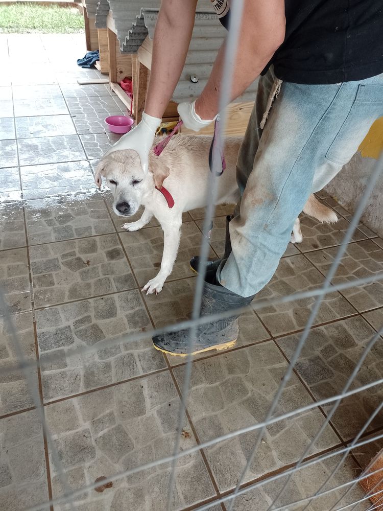 Cão