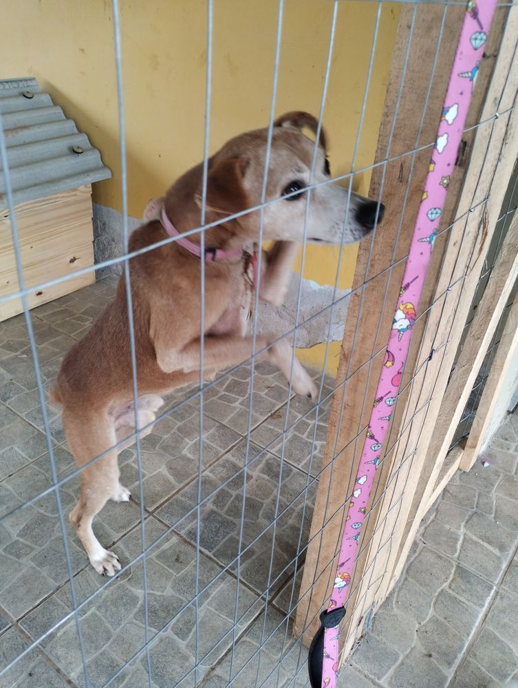 Cão