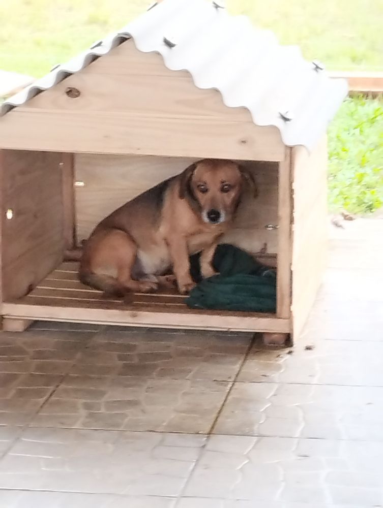 Cão