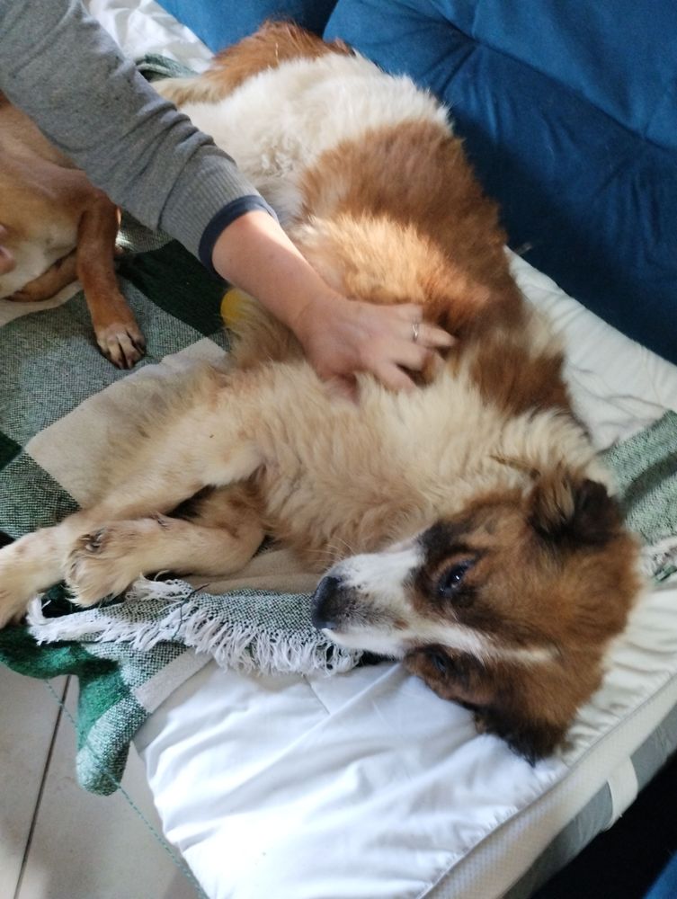 Cão