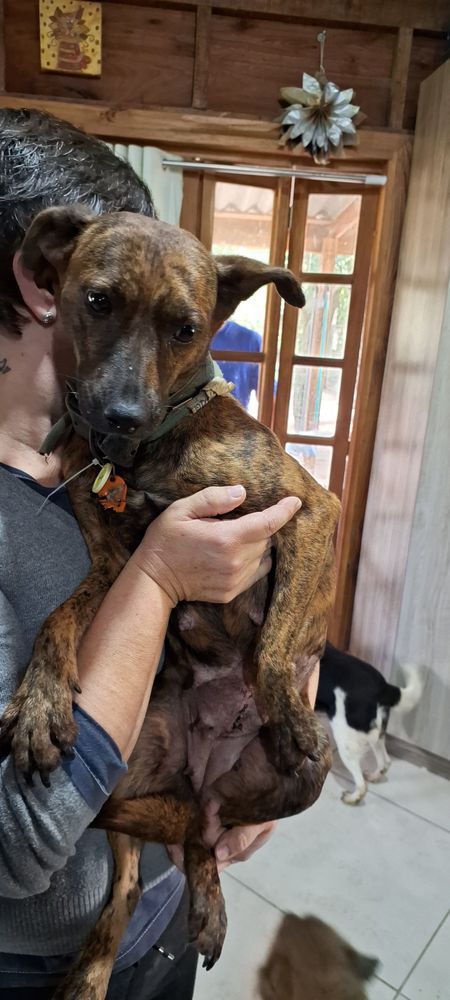 Cão
