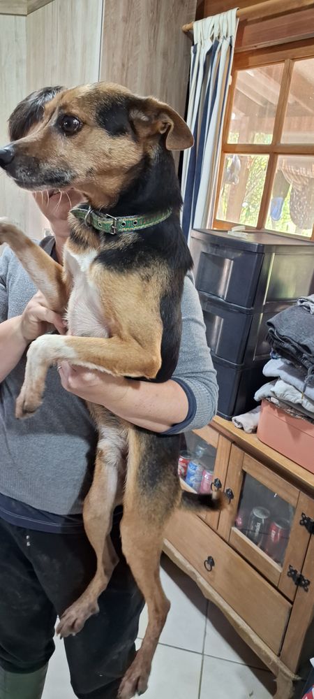 Cão