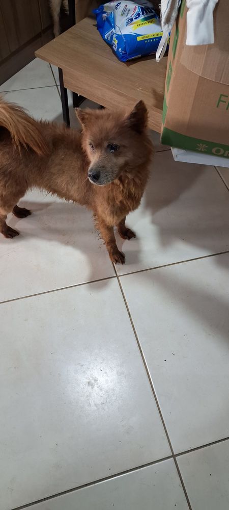 Cão