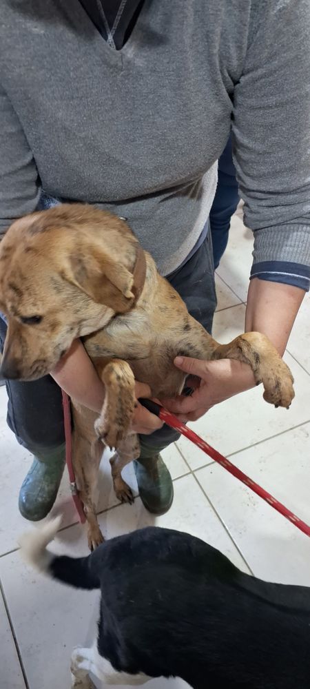 Cão