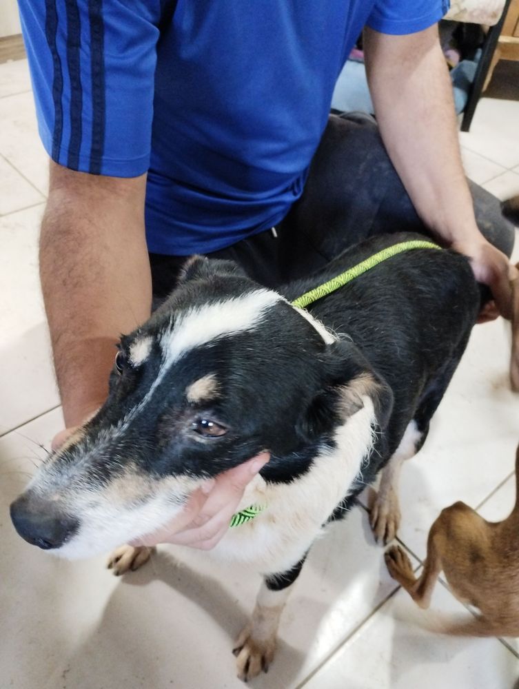 Cão