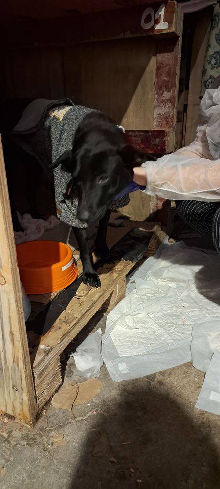 Cão