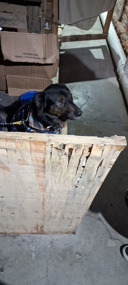 Cão