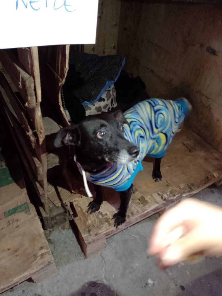 Cão