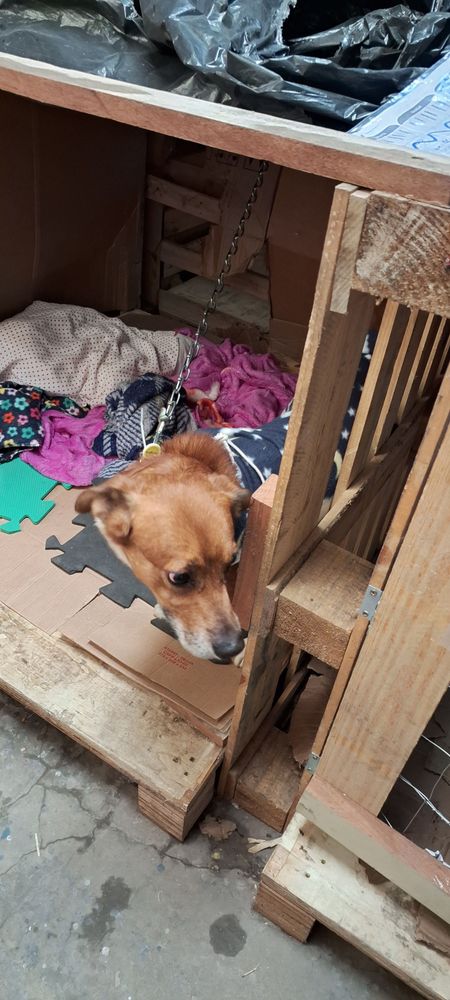 Cão