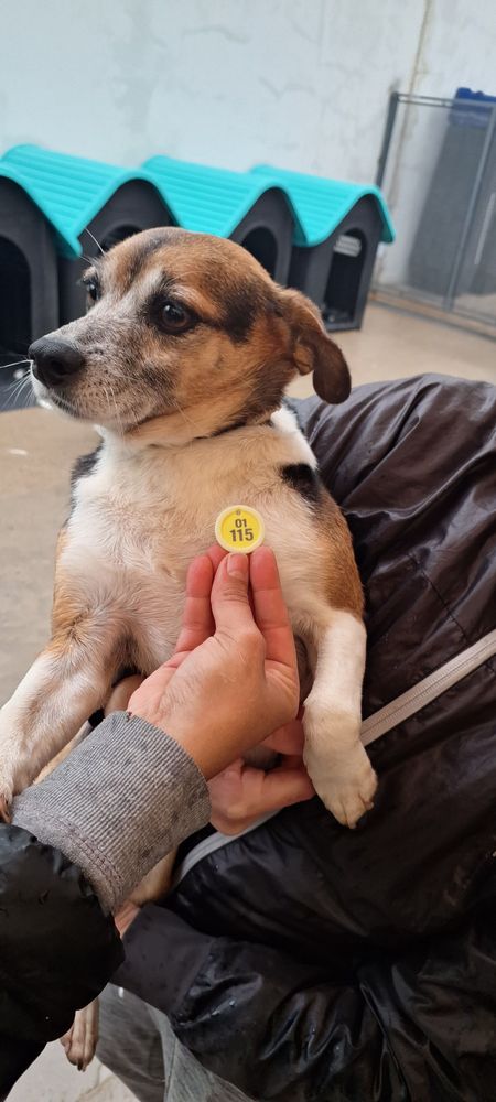 Cão