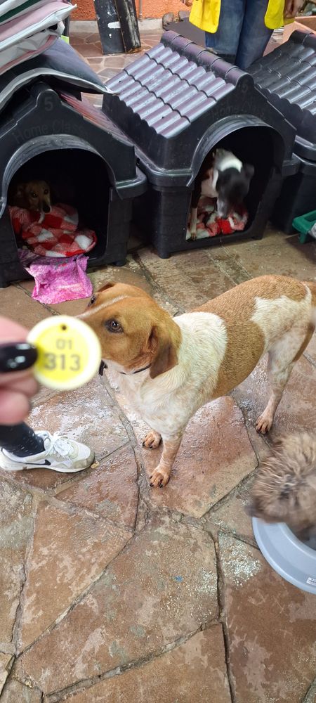 Cão