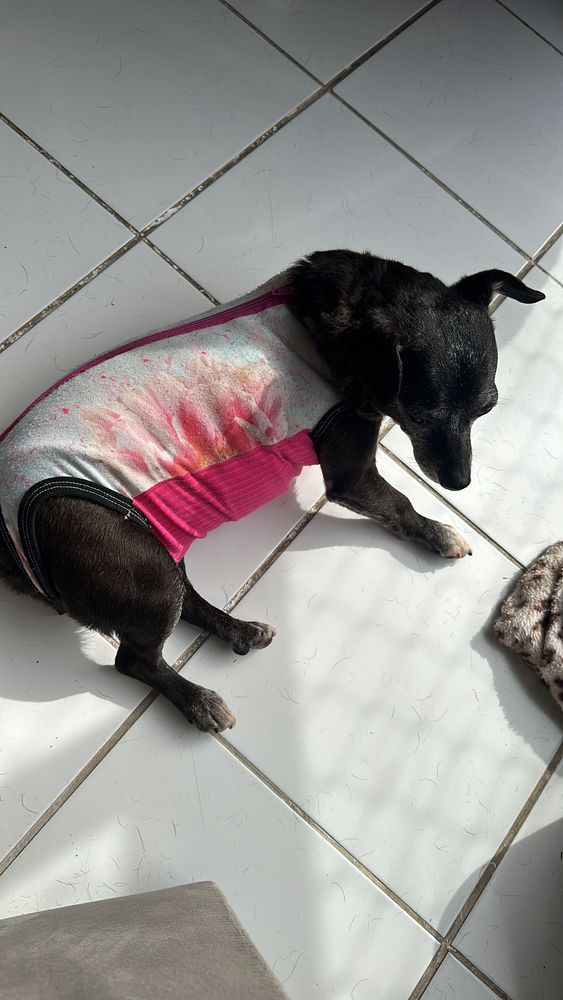 Cão