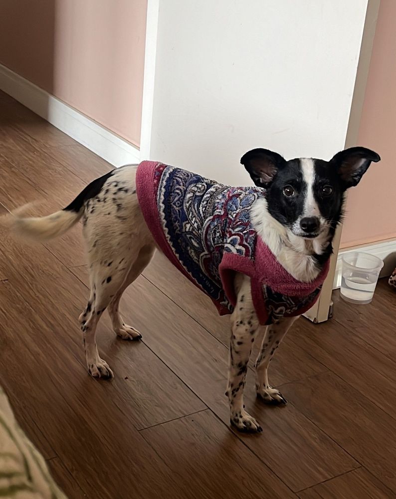 Cão