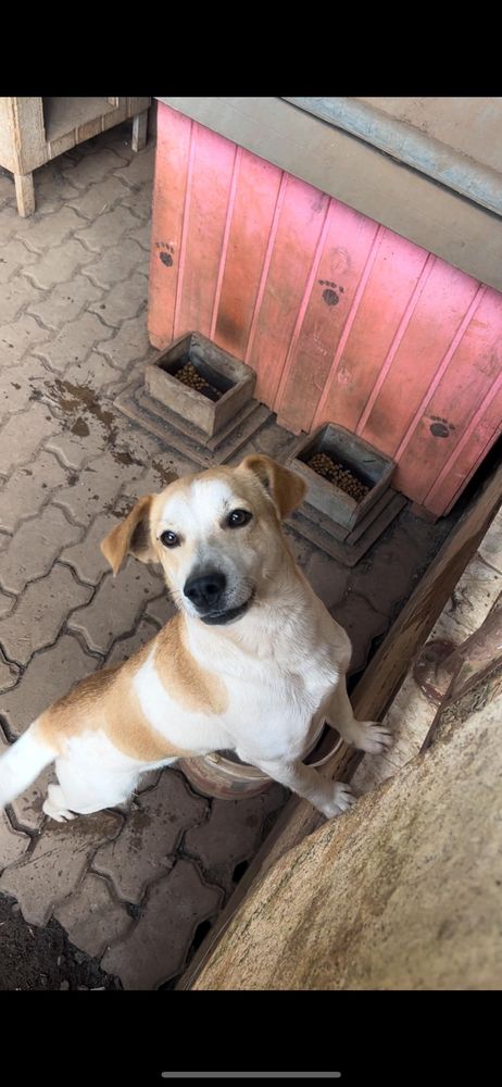 Cão