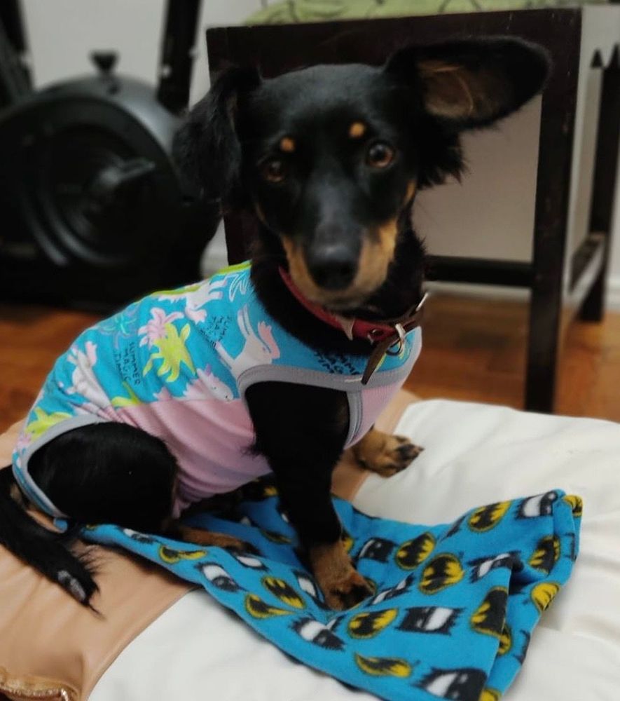 Cão