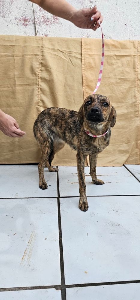 Cão